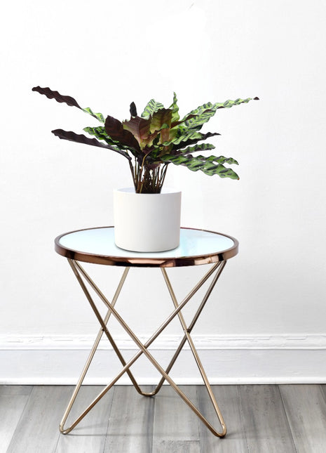 Calathea Lancifolia (Rattlesnake Plant)-30cm