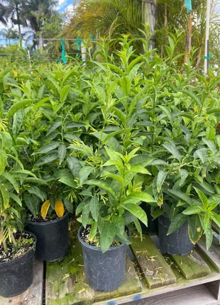 Night Queen or Raat Ki Rani&#8221;Cestrum Nocturnum or Night-blooming jasmine&#8221;