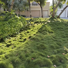 Zoysia Japonica or Korean Lawn Grass