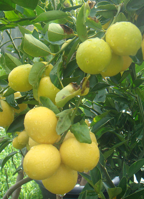 Lime Tree &#8216;Binzaheer&#8217; ليمون بن زهير