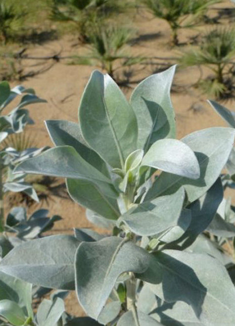 Conocarpus Exrectus, Silver Leaf, Silver buttonwood