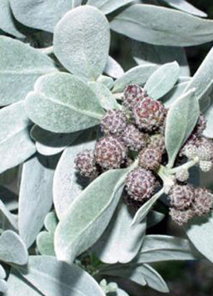 Conocarpus Exrectus, Silver Leaf, Silver buttonwood