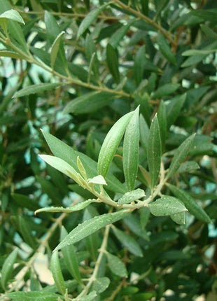 Olive Spiral Shape | Spiral Olea Europea 1.0m-1.2m شجرة زيتون