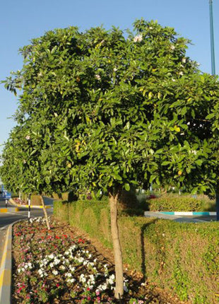 Tabebuia Rosea &#8220;Rosy Trumpet Tree&#8221;