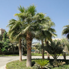 Washingtonia Robusta &#8220;Mexican Fan Palm&#8221;