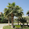 Washingtonia Robusta &#8220;Mexican Fan Palm&#8221;