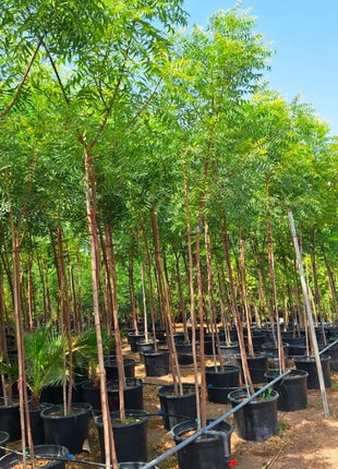 Azadirachta indica &#8220;Neem Tree&#8221;