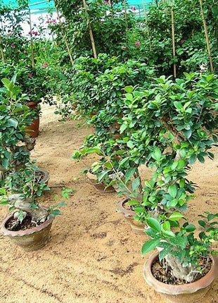 Ficus &#8220;S&#8221; Bonsai 50 &#8211; 70cm