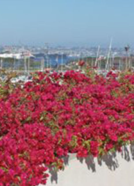 Bougainvillea Spectabilis  “30 to 160cm” Dark Pink