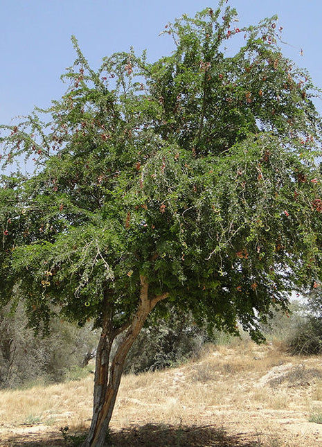 Pithecellobium Dulce, Jungle JalebI or Madras Thorn