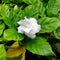 Tabernaemontana Divaricata, crape jasmine