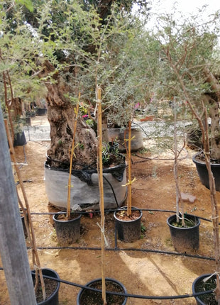 Ghaf Tree &#8220;Prosopis Cineraria&#8221; شجرة الغاف