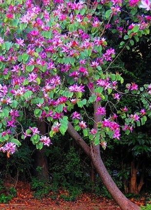 Bauhinia Purpurea &#8220;Purple Orchid-Tree&#8221;