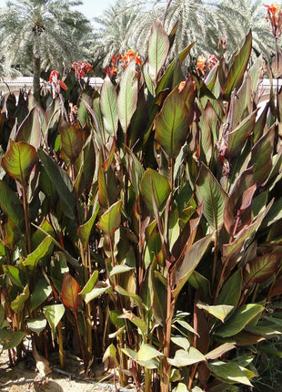 Canna Indica &#8216;Purpurea&#8217; 30 &#8211; 50cm Overall Height