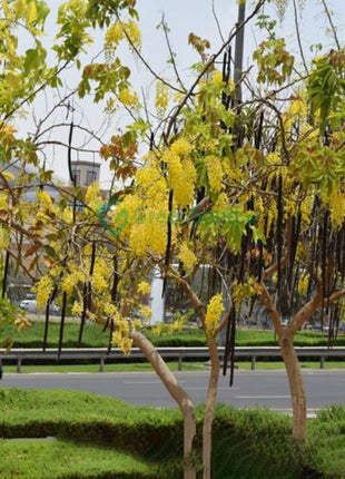 Cassia Fistula &#8220;Golden Shower Tree&#8221; 2.0 &#8211; 2.5m