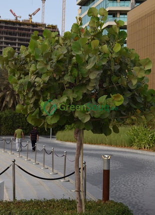 Coccoloba Uvifera or Sea Grape