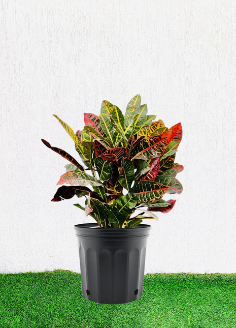 Croton Petra &#8220;Garden Croton&#8221; 40 &#8211; 60cm