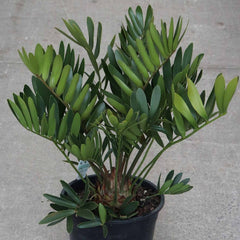 Zamia Furfuracea or Cardboard Palm 0.5-0.7m overall