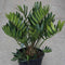 Zamia Furfuracea or Cardboard Palm 0.5-0.7m overall