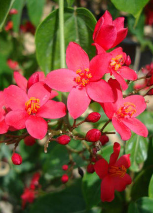 Jatropha Integerrima &#8220;peregrina or spicy jatropha&#8221;