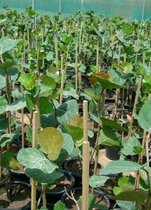 Coccoloba Uvifera or Sea Grape