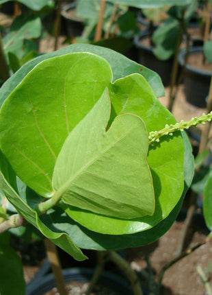 Coccoloba Uvifera or Sea Grape