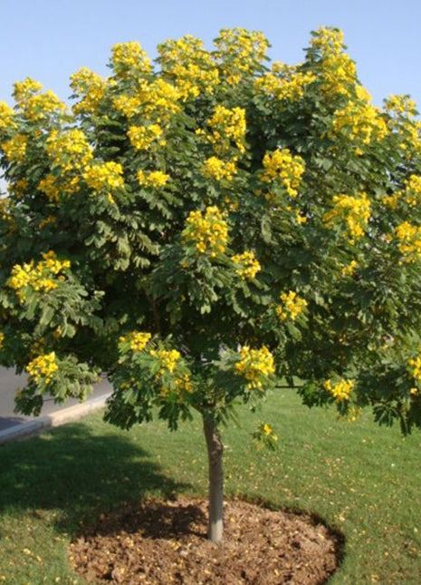 Cassia Surattensis &#8220;Scrambled Egg Plant&#8221;