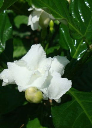 Tabernaemontana Divaricata, crape jasmine