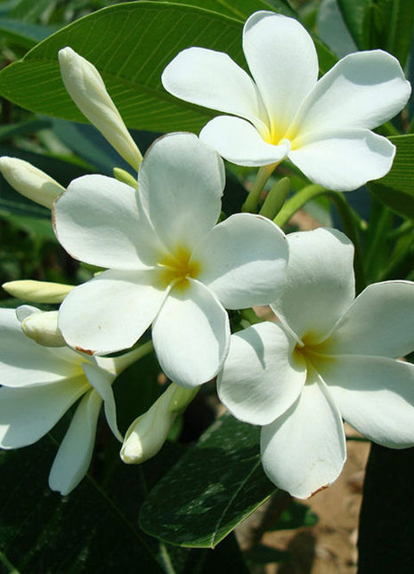 Plumeria Obtusa &#8220;Frangipani, The Temple Tree or Champa&#8221;