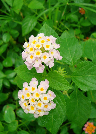 Lantana Camara, Pinkmound, West Indian Lantana 30-40cm