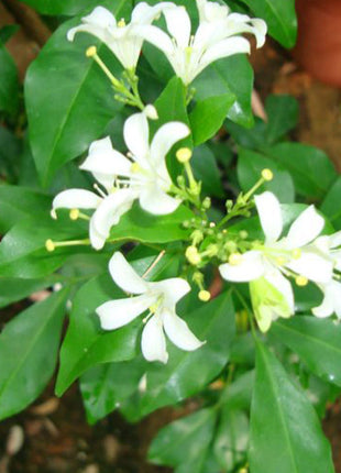 Murraya Paniculata Exotica