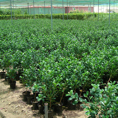 Ficus Hawaii &#8220;Green Island&#8221;