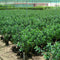 Ficus Hawaii &#8220;Green Island&#8221;