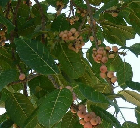 Ficus Infectoria-Virens &#8220;White Fig&#8221;