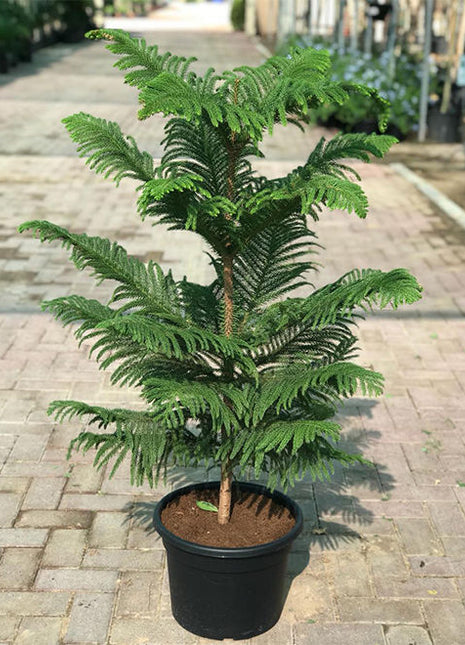 Araucaria Heterophylla (Norfolk Island Pine) 100cm to 120 cm