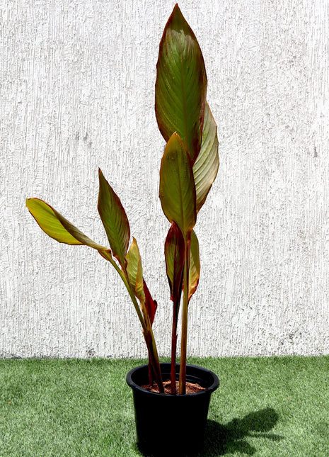 Canna Indica &#8216;Purpurea&#8217; 30 &#8211; 50cm Overall Height