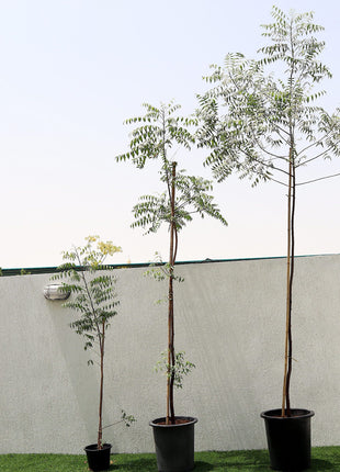 Azadirachta indica &#8220;Neem Tree&#8221;