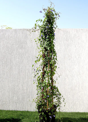 Jacquemontia Pentantha &#8220;Sky Blue Cluster Vine&#8221;