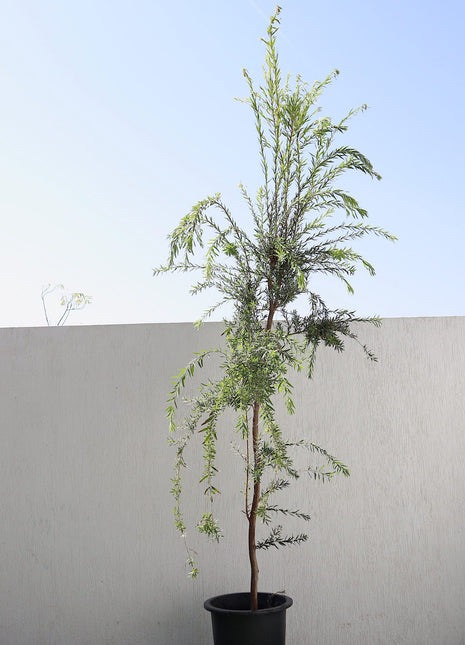 Callistemon viminalis &#8220;Bottle Brush Tree&#8221;