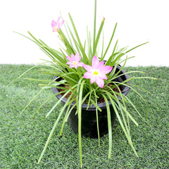 Zephyranthes Grandiflora | Pink Rain Lily | Zephyr lily 6Ltr pot