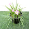 Zephyranthes Grandiflora | Pink Rain Lily | Zephyr lily 6Ltr pot