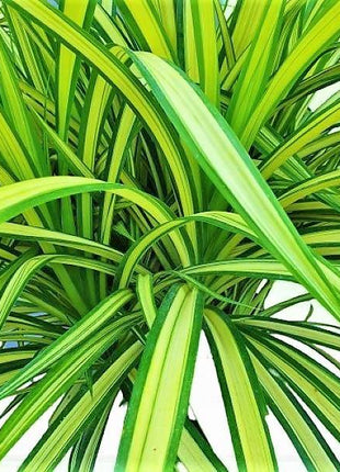 Pandanus Baptistii