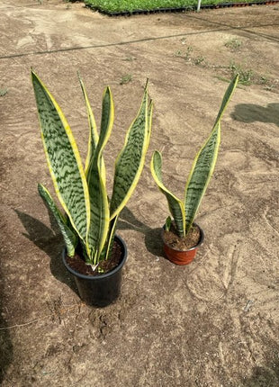 Sansevieria Trifasciata Or Snake Plant (Outdoor)