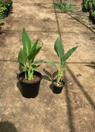Canna Indica or Canna Green
