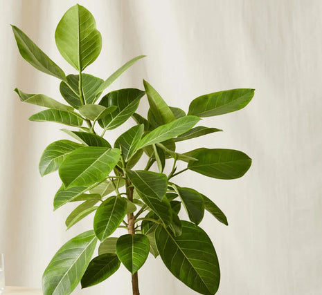 Ficus Altissima &#8220;Council Tree&#8221;