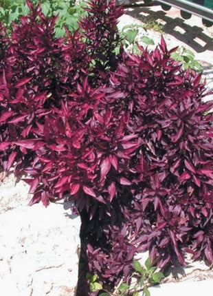 Iresine lindenii &#8220;Bloodleaf Iresine lindenii&#8221; 10 &#8211; 15cm