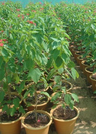 Jatropha Integerrima &#8220;peregrina or spicy jatropha&#8221;