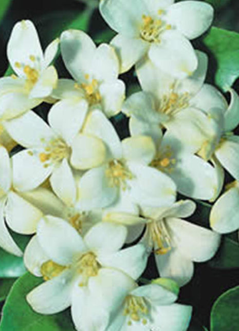 Murraya Paniculata &#8220;Orange or Thai Jasmine&#8221;