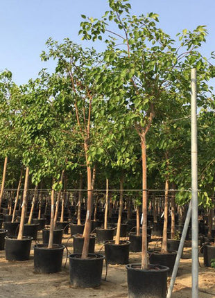 Ficus Religiosa &#8220;Sacred Fig Tree&#8221;