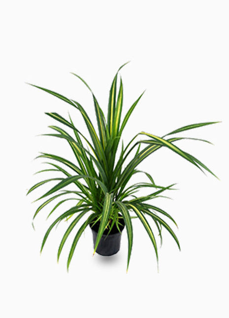 Pandanus Baptistii
